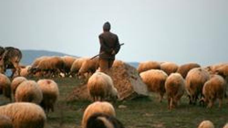 Rusya: İlk ateşi çoban açtı