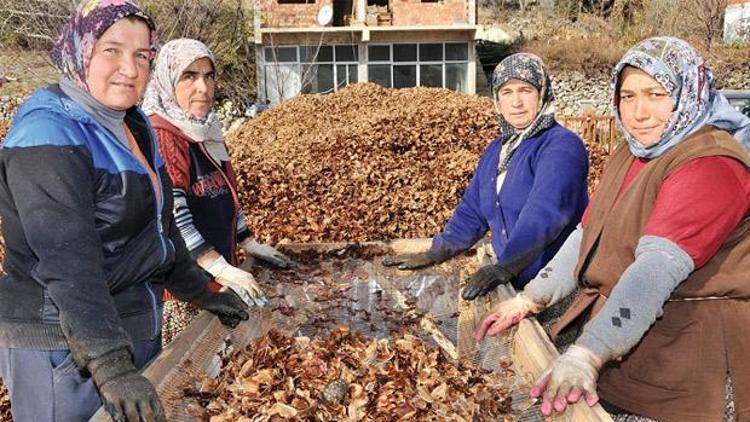 Sedir ormanı kadınlara emanet