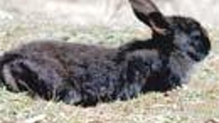 Akdamar tavşanına sürgün