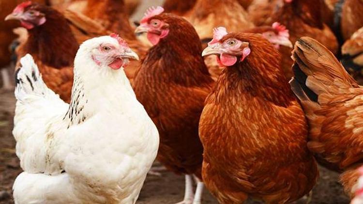 Irak Türkiyeden tavuk ithalatını durdurdu
