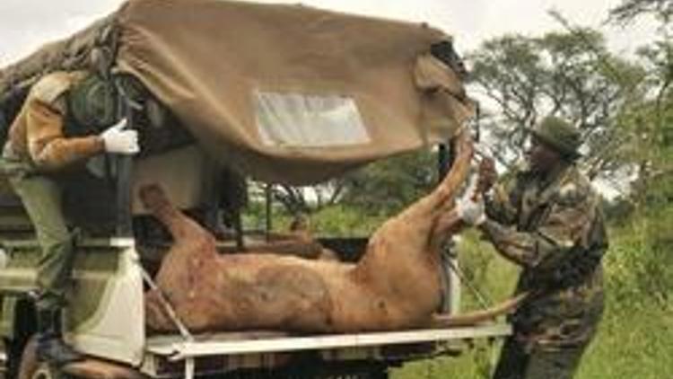Kenyada altı aslan mızraklanarak öldürüldü