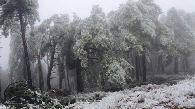 Bayındırda şiddetli soğuk yüzünden ağaçlar zarar gördü