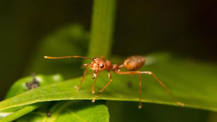 Karıncadan küçük ama 8 milyon kişiyi hasta ediyor