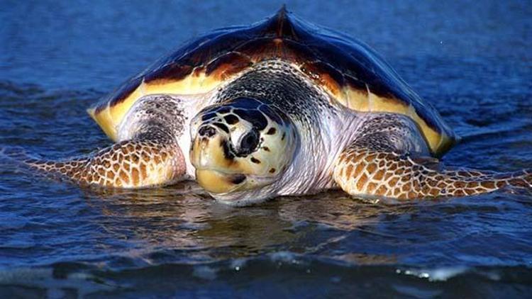 Caretta hastanesi tartışması bitmiyor