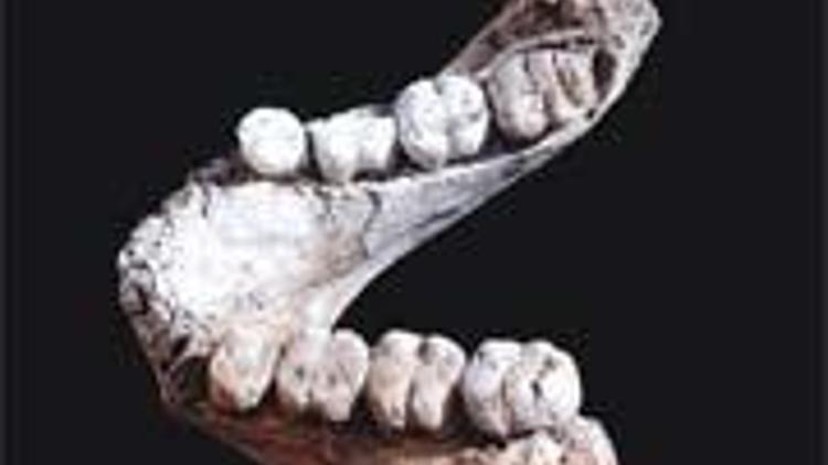 3.5 milyon yıllık ’erken insan’ atası