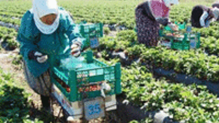 Silifke’de sezonun ilk çilek hasadı