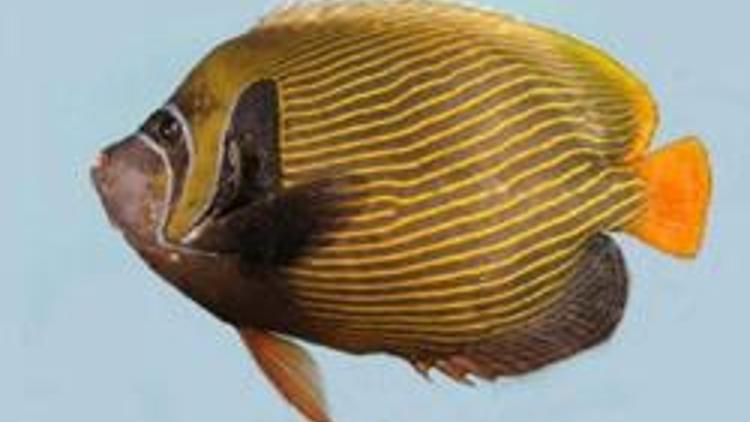 Akdenizde 4 yeni balık türü tespit edildi
