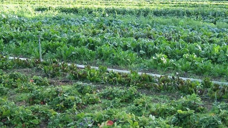 Organik tarım desteklemesi için başvurular 28 Martta sona eriyor