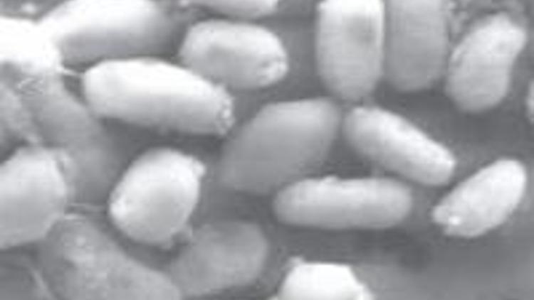 GFAJ-1 bakterisi