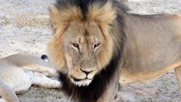 Afrikanın sembol aslanını öldüren ABDli diş hekimi çıktı