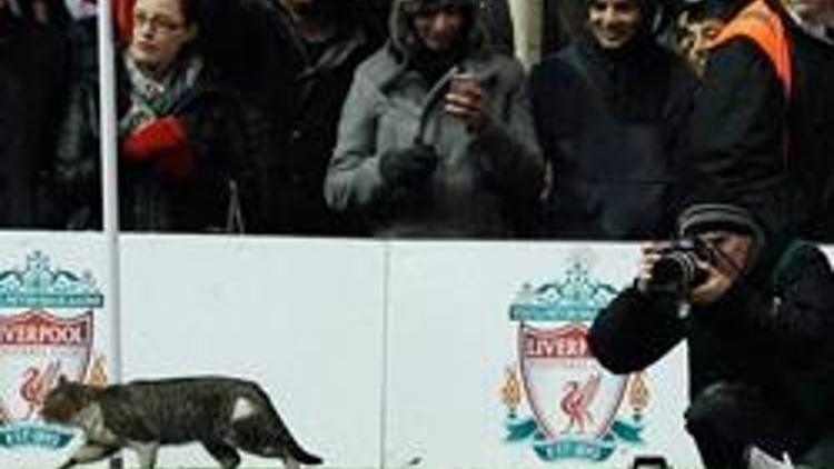 Anfield Cat