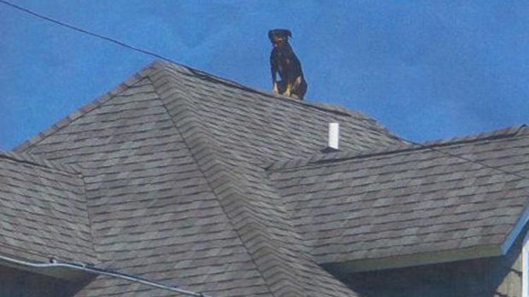Çatıdaki köpeğin sırrı çözülemedi