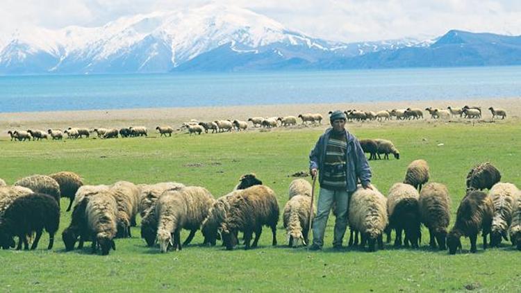 5 bin liralık çoban desteği geliyor