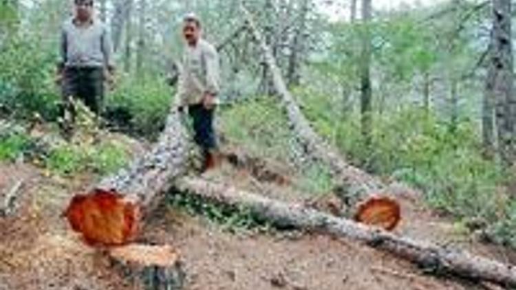 Çevre cinayetini engelleyin