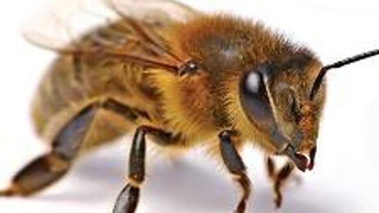 Arılara göre insan gözü iki noktadan ibaret