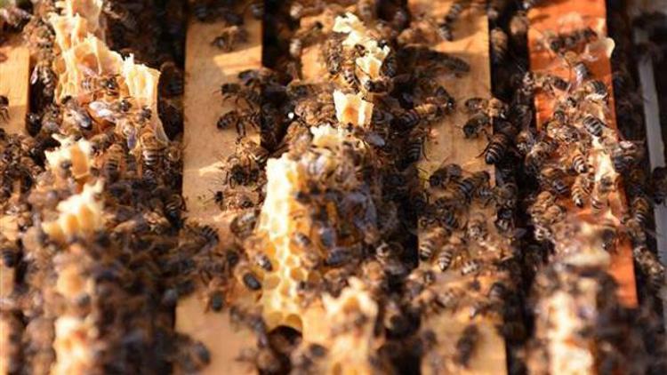 Bilinçsiz zirai ilaçlama, bal arılarını öldürüyor