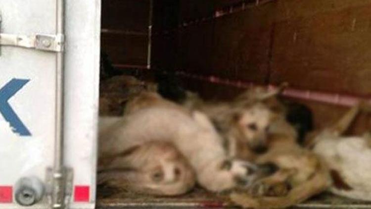 Telef olan köpekler için TIR şoförüne 69 bin lira ceza kesildi