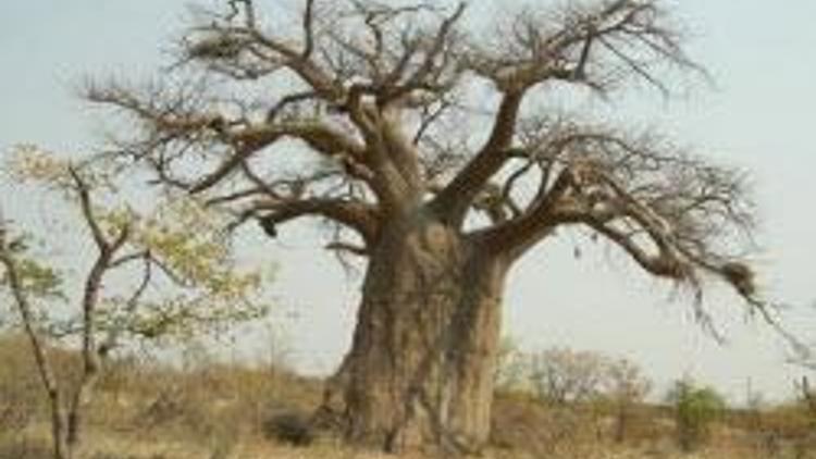 Dünyanın en yaşlı ve büyük ağaçları ölüyor