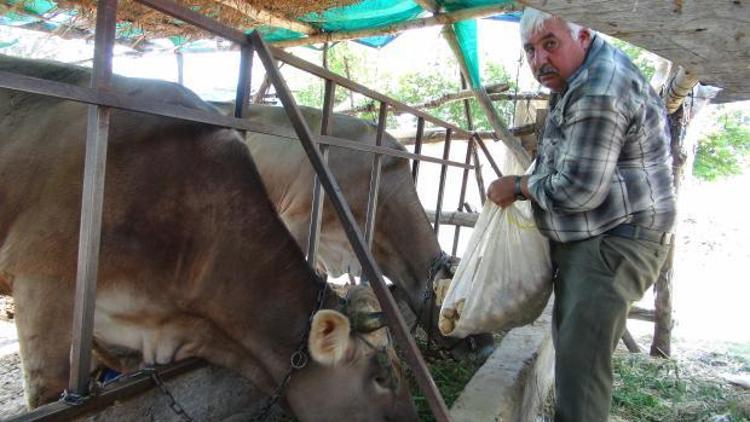 Bir ay önce 5 liraydı şimdi hayvanlara yem oldu