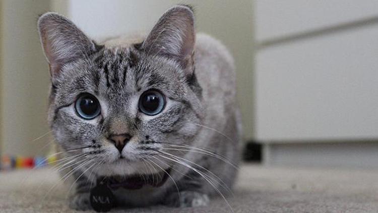 Instagram’ın fenomen kedisinin 1 milyonu aşkın takipçisi var