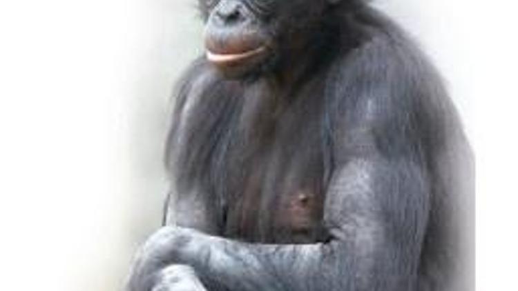Bonobo musun şempanze mi
