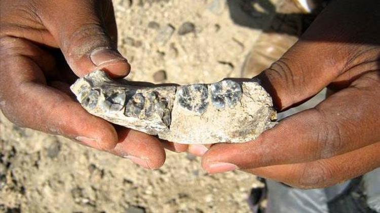 İlk insanın çene kemiği fosili bulundu