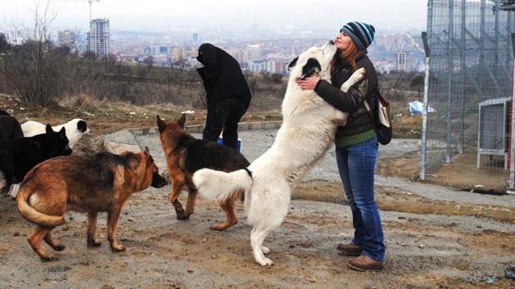 Sokak hayvanlarını beslediler