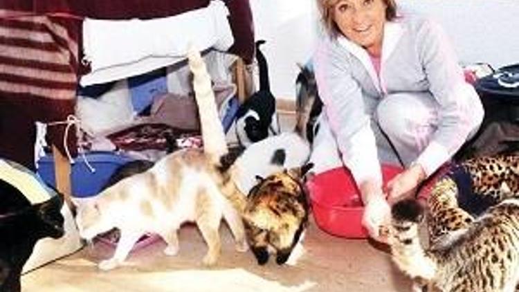 10 köpek, 60 kedi hayvansever eşe bile fazla geldi