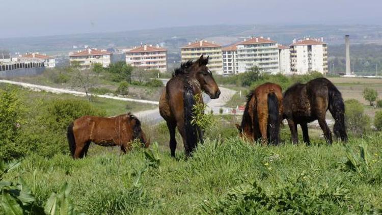 Edirnede başıboş at sorunu kriz yarattı