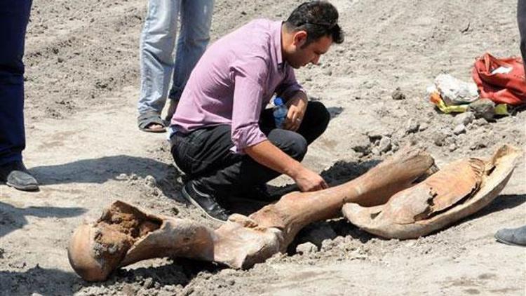 Tarlasını sürerken antik fil fosili buldu