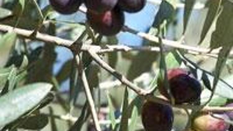 Marmarabirlikten rekor zeytin alımı