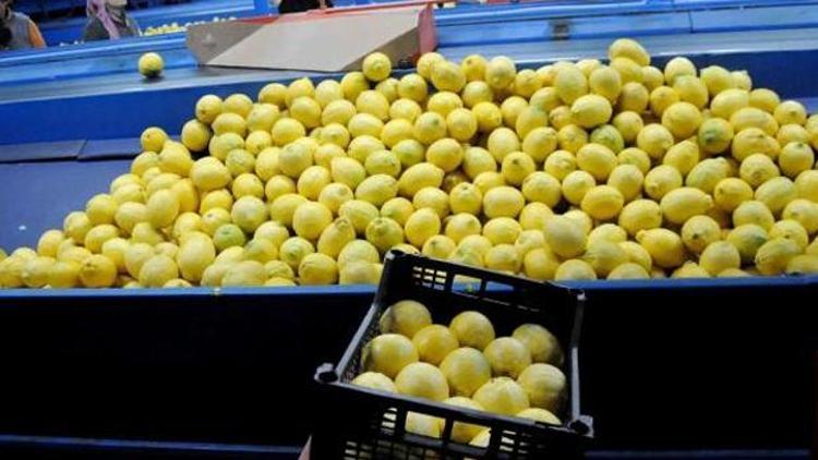 Japonyaya limon ihracatı başlıyor