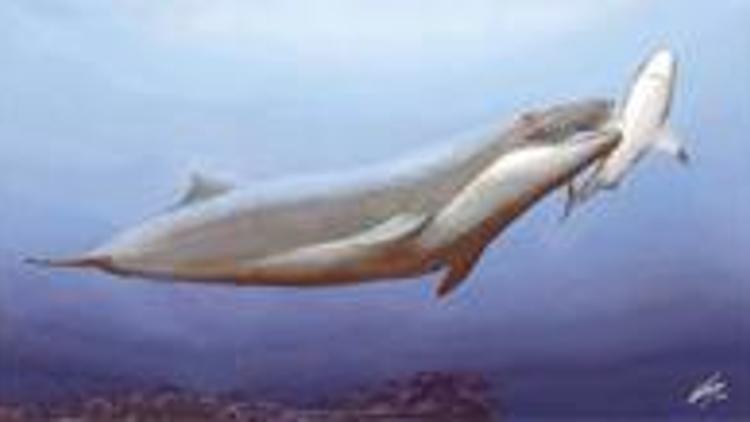 Yırtıcı balina fosili bulundu