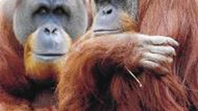 Orangutanları kurtarmak için 5 yılımız kaldı