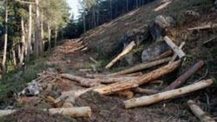 Taş ocakları sedir ağaçlarını yok ediyor