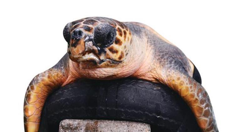 ‘Çenesiz’ Caretta’ya 3D protez