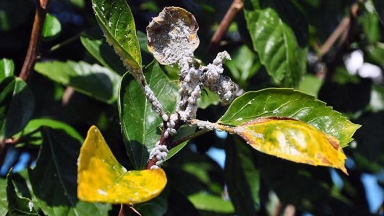 Phenaoccus solenopsis Türkiyede