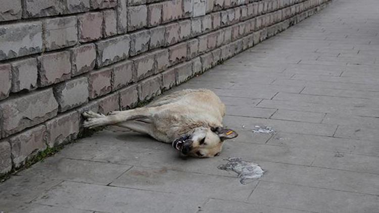 Üç günde 5 köpek zehirlendi