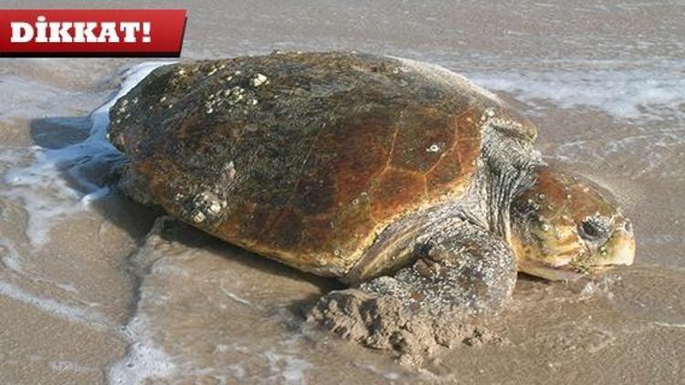 Caretta beslemek yasaklandı