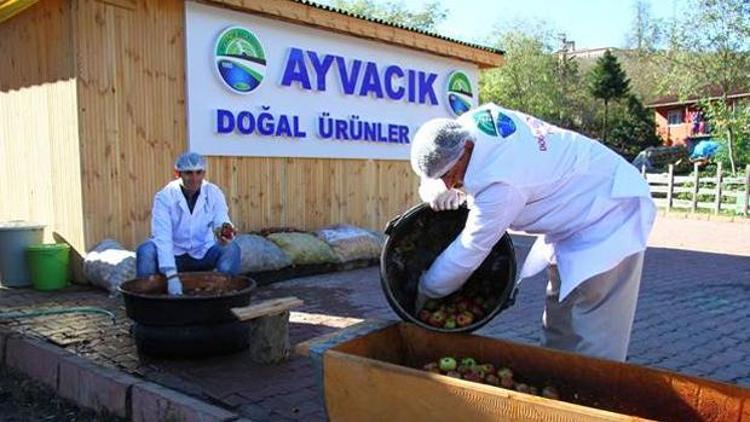 Ormandaki elmalar doğal pekmeze dönüşüyor