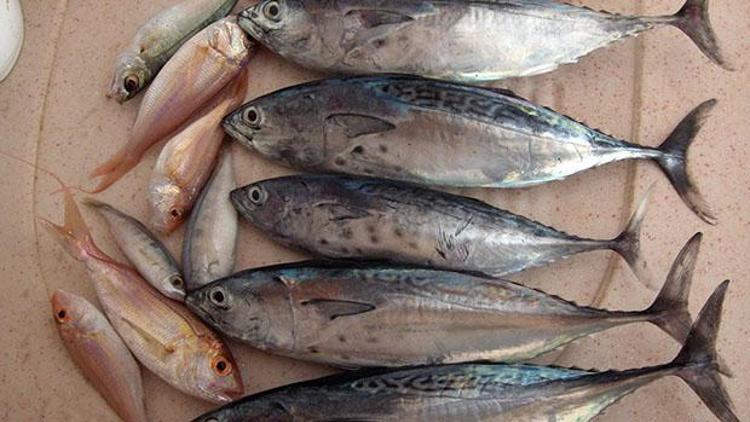 Tutulan palamut balığı sayısı yüzde 63.2 düştü