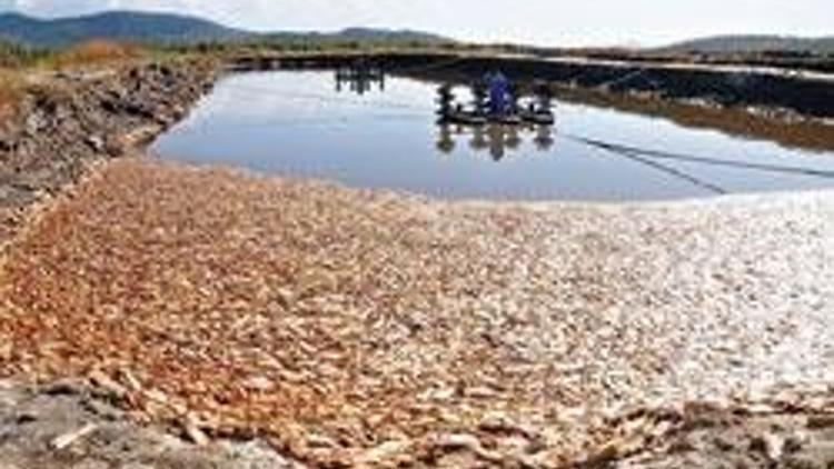 Borç yüzünden elektrik kesildi 25 bin balık öldü