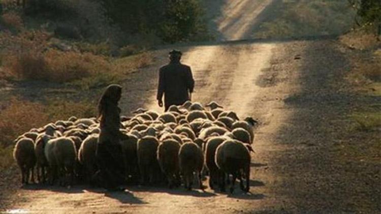 5 bin lira maaşla çoban aranıyor