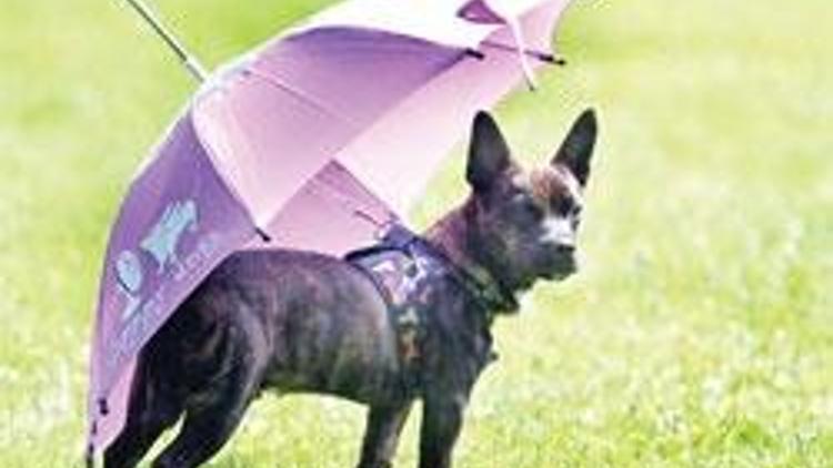 Çok özel şemsiye
