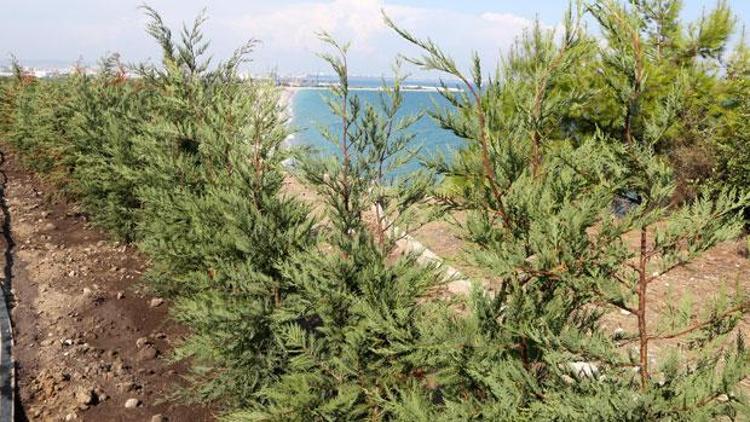 Antalyada Kadınlar Plajına çam ağaçlı kamuflaj