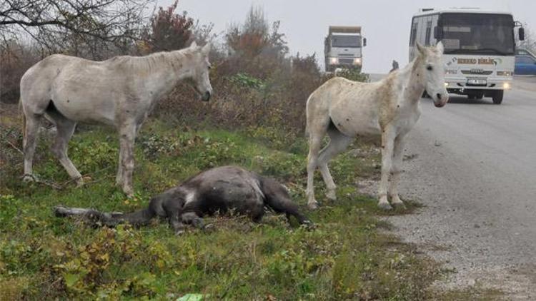 Yaralı atı diğer atlar yalnız bırakmadı