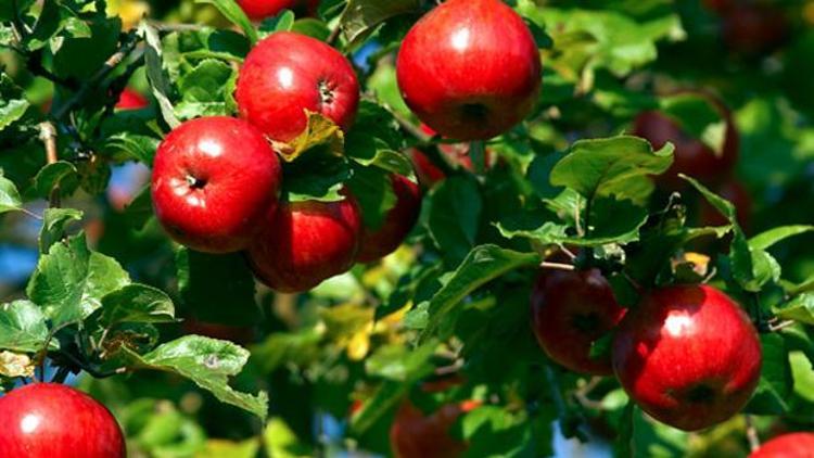 Elma üreticisinin umudu Rusya pazarı