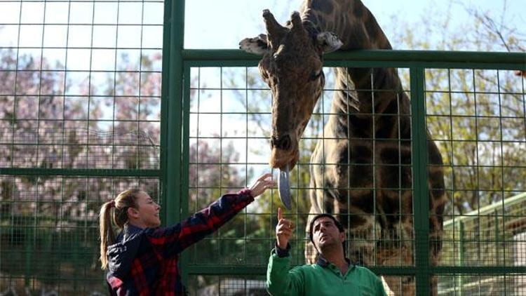 Zürafa Şakir, Kanadadan gelecek eşini bekliyor