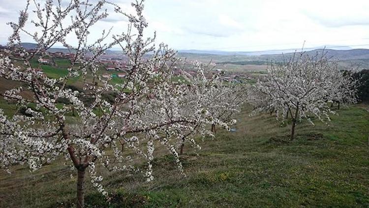 Kula bademi dünya markası olacak