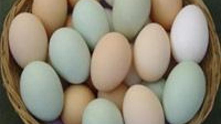 Yumurta borsasında sert düşüş